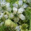 Nigella sativa