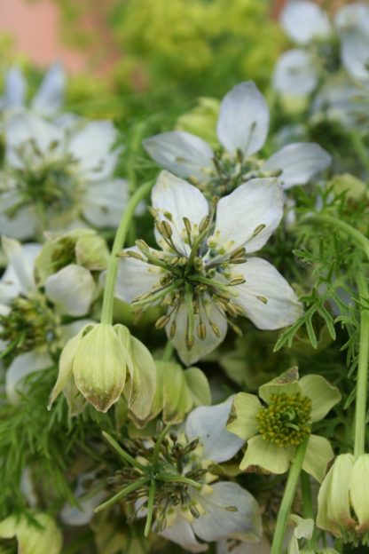 Nigella sativa